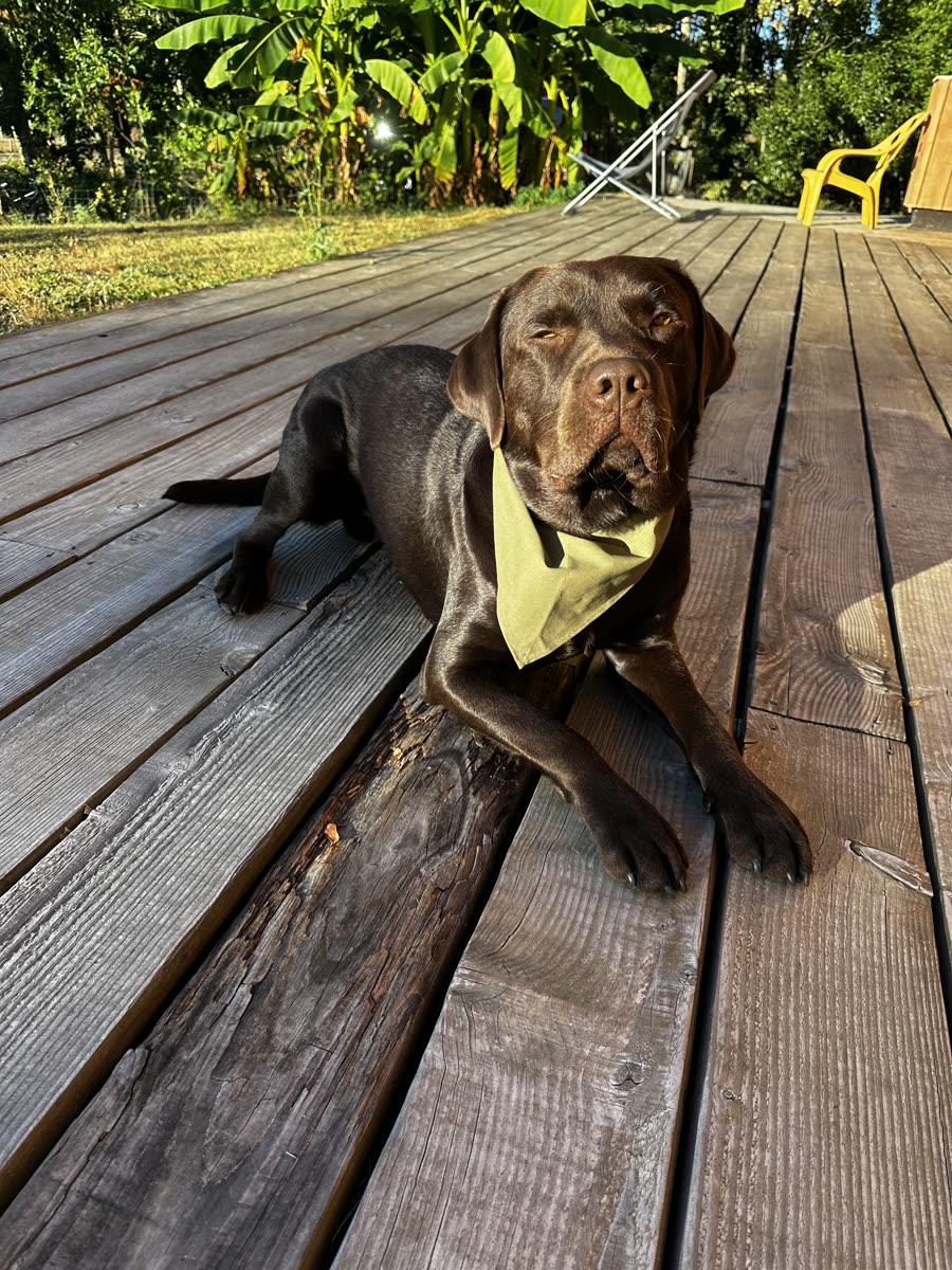 Yuzu, labrador chocolat, en vrai, avec son bandana kaki